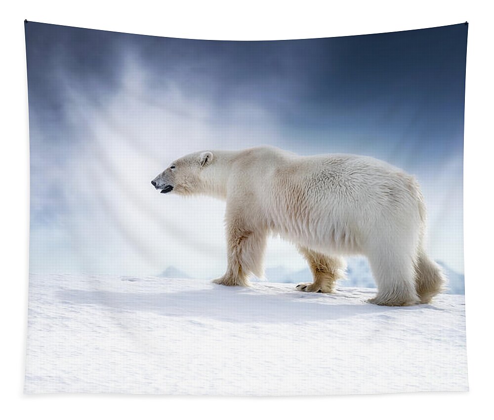 Wildlife Tapestry featuring the photograph Beautiful adult male polar bear, ursus maritimus, walking across the snow of Svalbard by Jane Rix