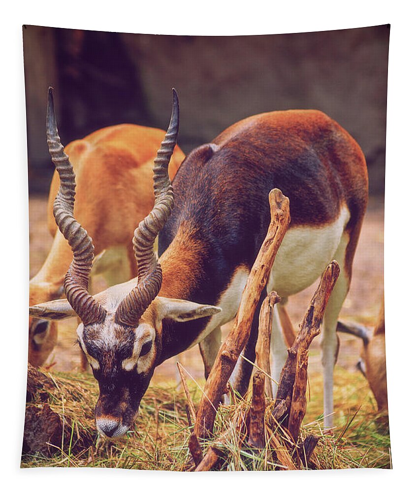 Blackbuck Tapestry featuring the photograph Beautiful blackbuck eating grass by Mendelex Photography