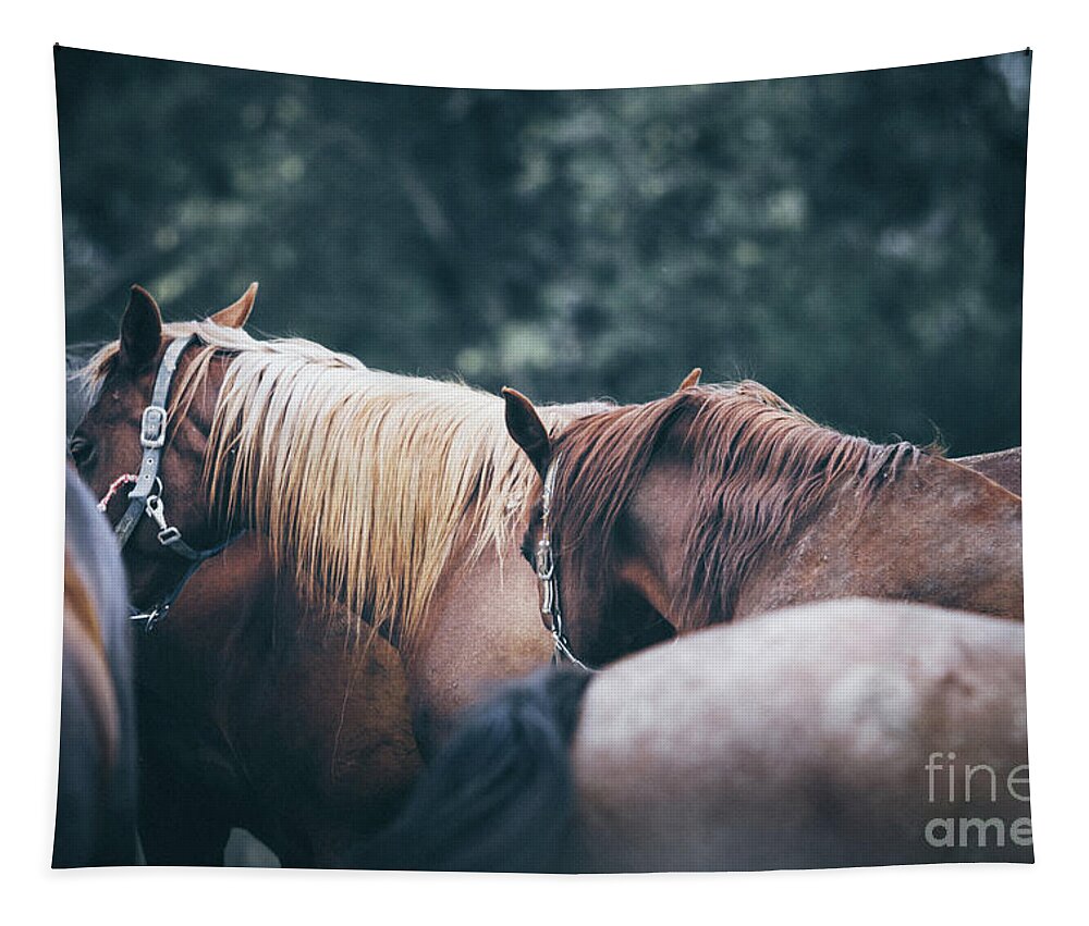 Horse Tapestry featuring the photograph Beautiful calm horses by Dimitar Hristov