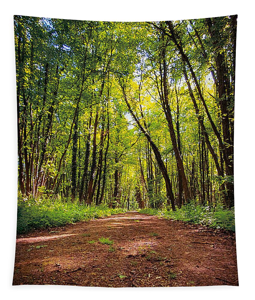 Forest Tapestry featuring the photograph Beautiful forest biking and hiking trail by Mendelex Photography