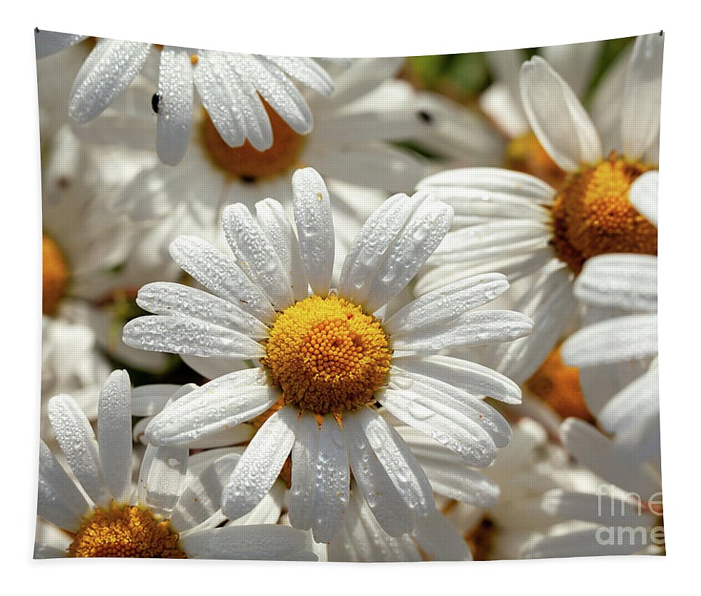 Daisies Tapestry featuring the photograph Beautiful large wild daisies with water drops by Simon Bratt