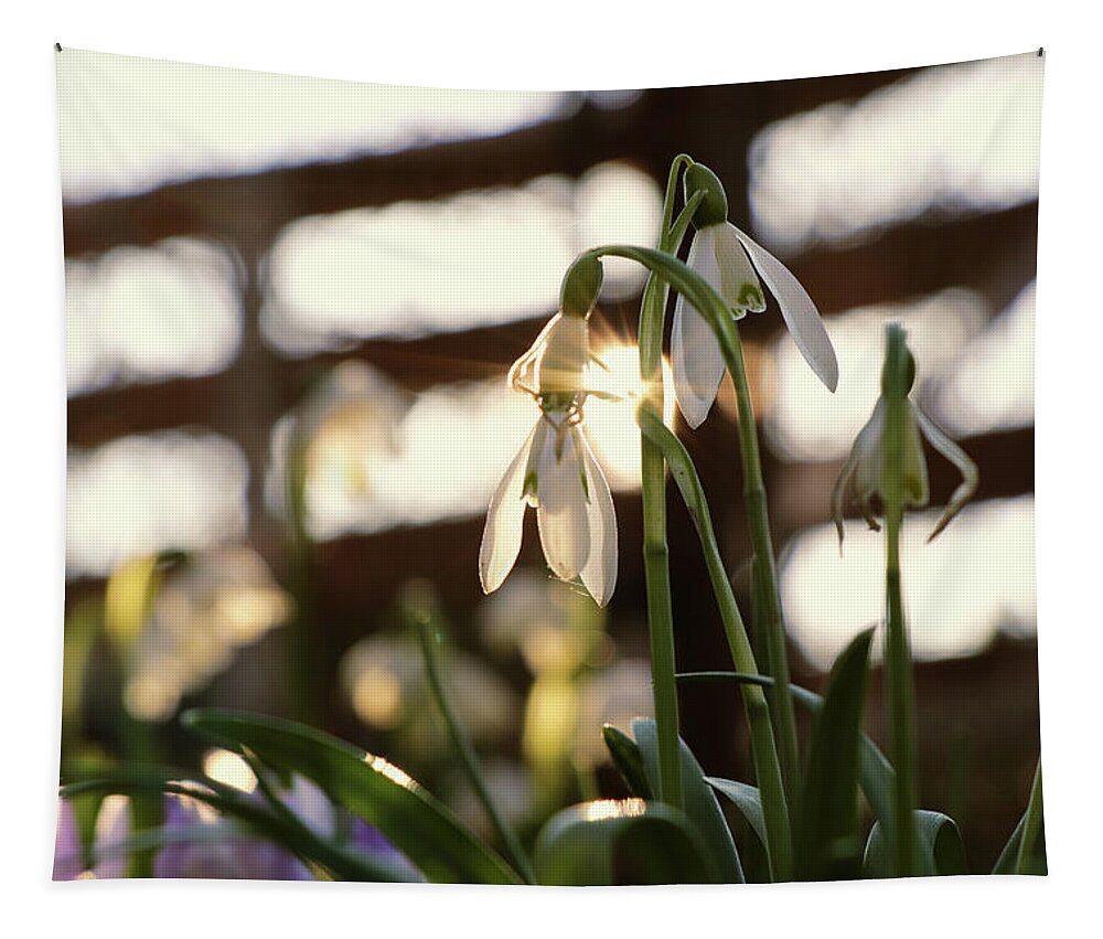 Misty Tapestry featuring the photograph White snowdrop in golden hours. by Vaclav Sonnek