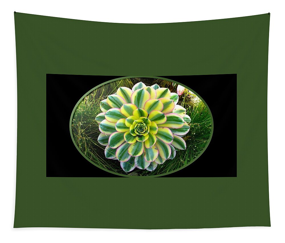 Plant Tapestry featuring the photograph Beautiful Succulent by Nancy Ayanna Wyatt