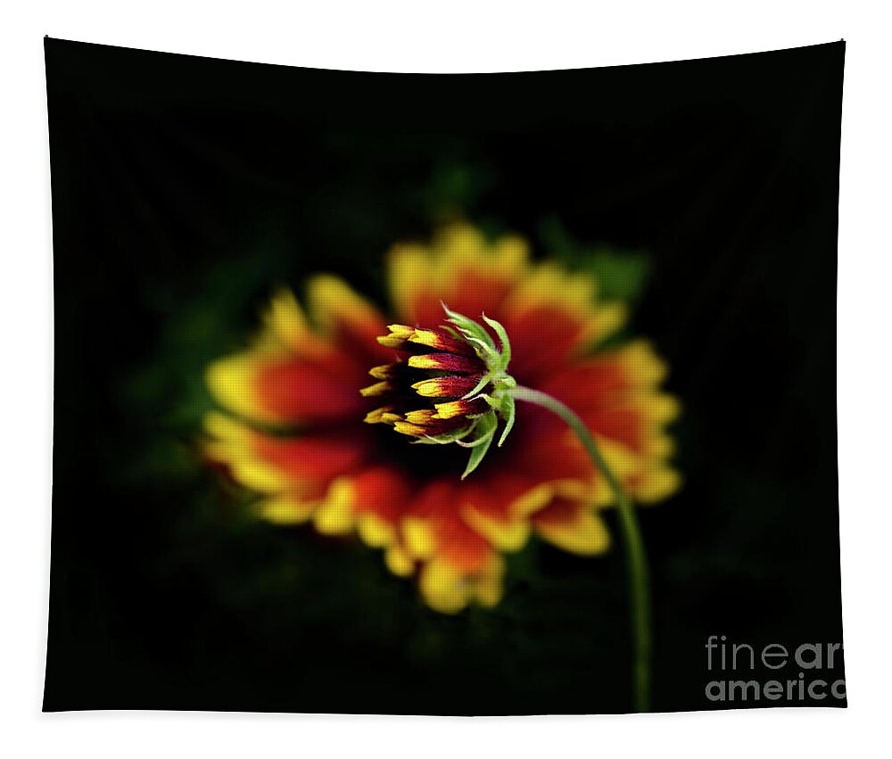 Protection Gaillardia Close Up Red Orange Yellow Black Background Bud Vivid Bright Beautiful Delightful Pleasant Blooming Big Small Still-life Cheerful Happy Cheer Up Joy Enjoyable Glowing Inspirational Character Minimalism Duo Together Togetherness Characters Flowers Elegant Passion Singular Elegance Stylish Romantic Charming Aesthetic Poetic Conceptual Sentimental Dreams Love Emotional Serenity Harmony Spiritual Dual Compassionate Sweet Impression Happy Joyful Optimistic Glory Sunny Vibrant Tapestry featuring the photograph Beauty Under Protection Of Another Beauty by Tatiana Bogracheva