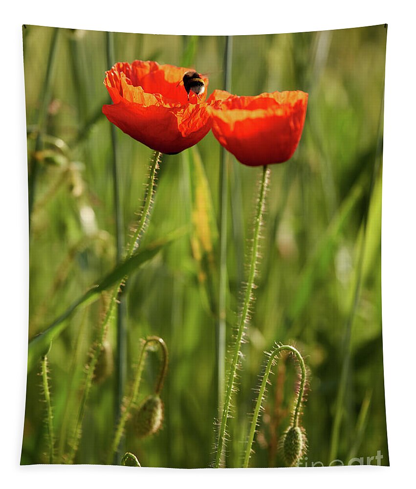 Bee Tapestry featuring the photograph Bee on poppy flowers by Matteo Del Grosso