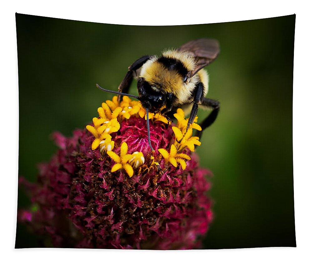 Zinnia Tapestry featuring the photograph Bee on Zinnia by Carrie Hannigan