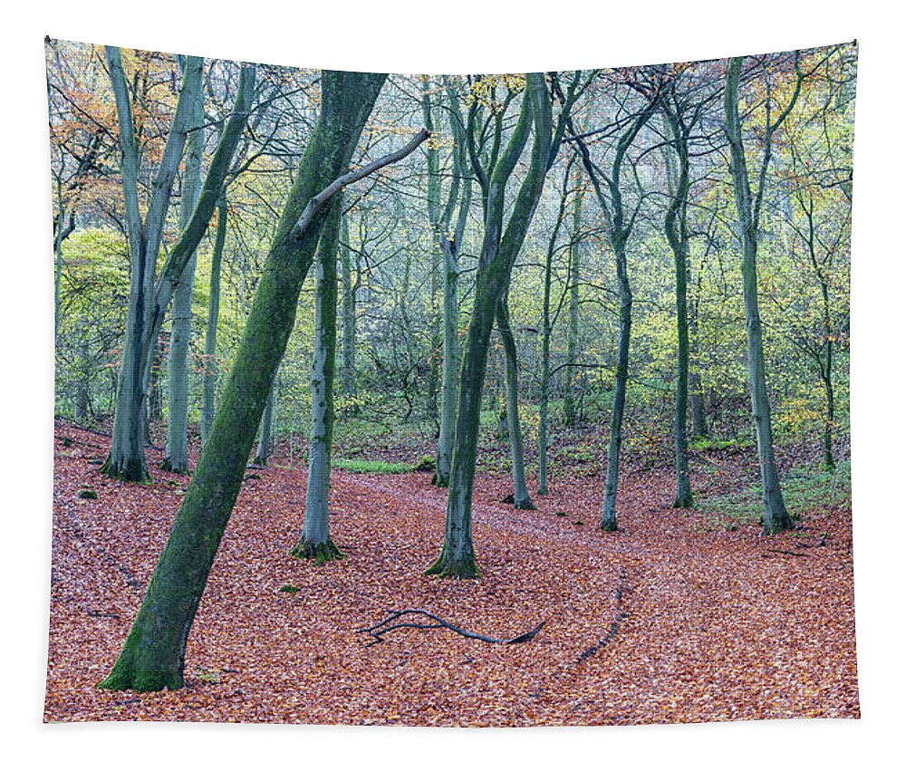 Autumn Tapestry featuring the photograph Beech Woodland, Cotswolds, England, UK by Sarah Howard