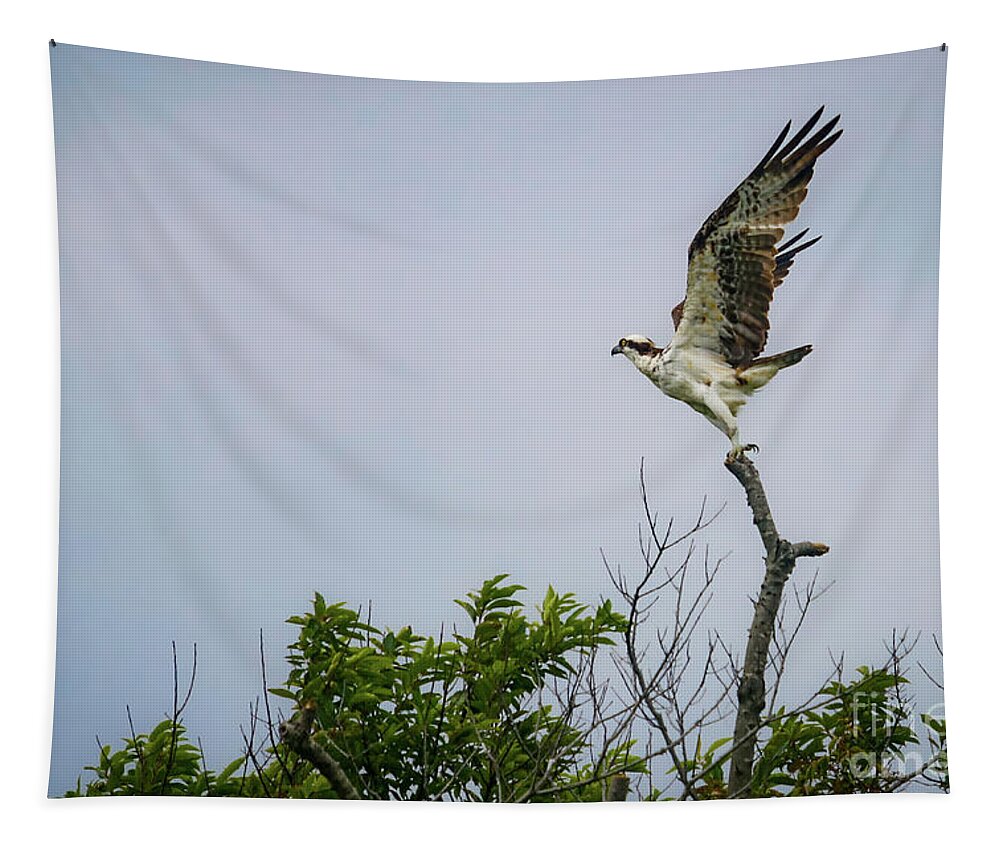 Osprey Tapestry featuring the photograph Before the Flight by Alyssa Tumale