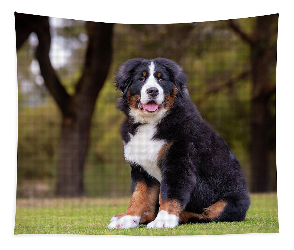 Bernese Mountain Dog Tapestry featuring the photograph Bernese Mountain Dog Puppy by Diana Andersen