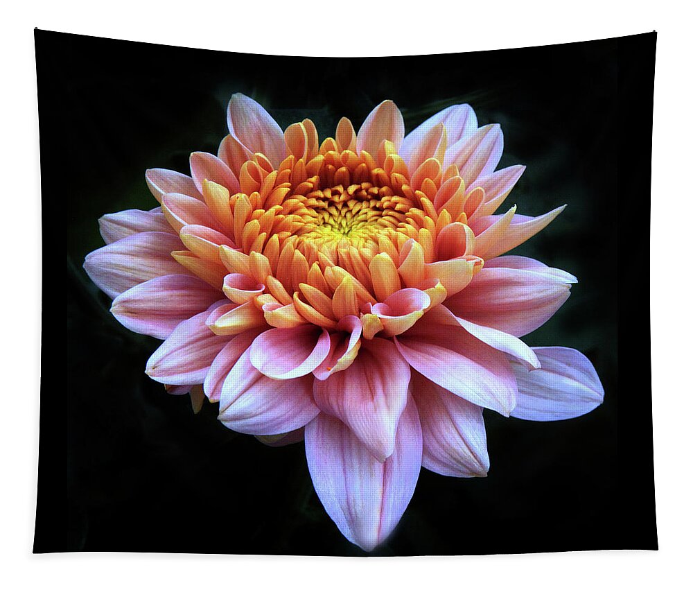 Chrysanthemum Tapestry featuring the photograph Blushing Beauty by Jessica Jenney