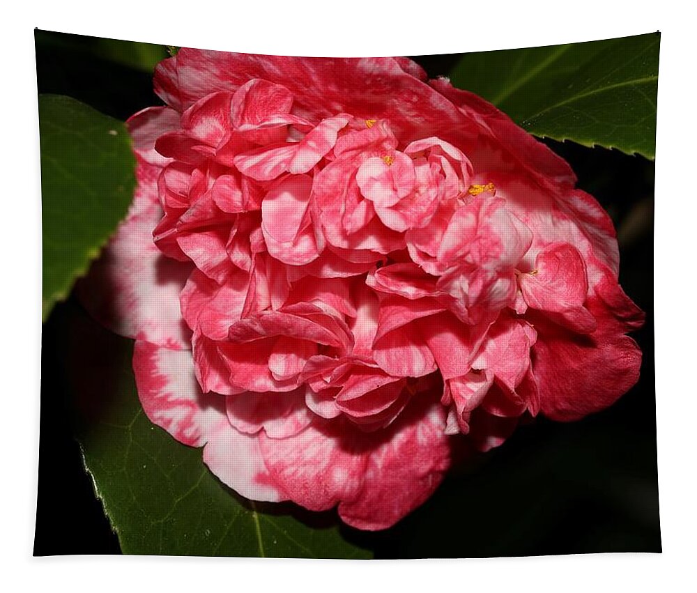 Camellia Tapestry featuring the photograph Bi-Color Camellia VIII by Mingming Jiang