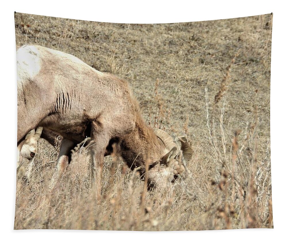 Big Horn Sheep Tapestry featuring the photograph Big Horn Sheep Ram 6 by Amanda R Wright