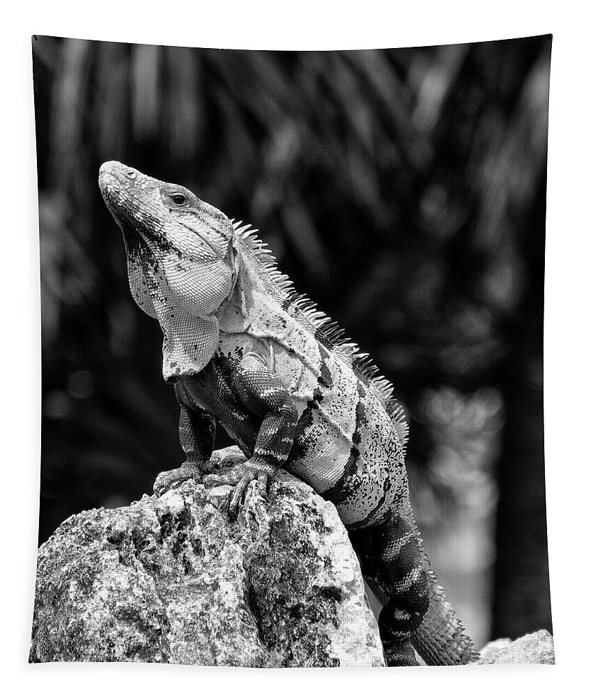 Iguana Tapestry featuring the photograph Big Lizard in My Backyard by Brad Barton