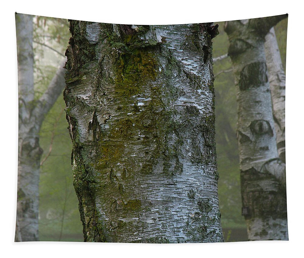 Tree Tapestry featuring the photograph Birch Tree by Juergen Roth