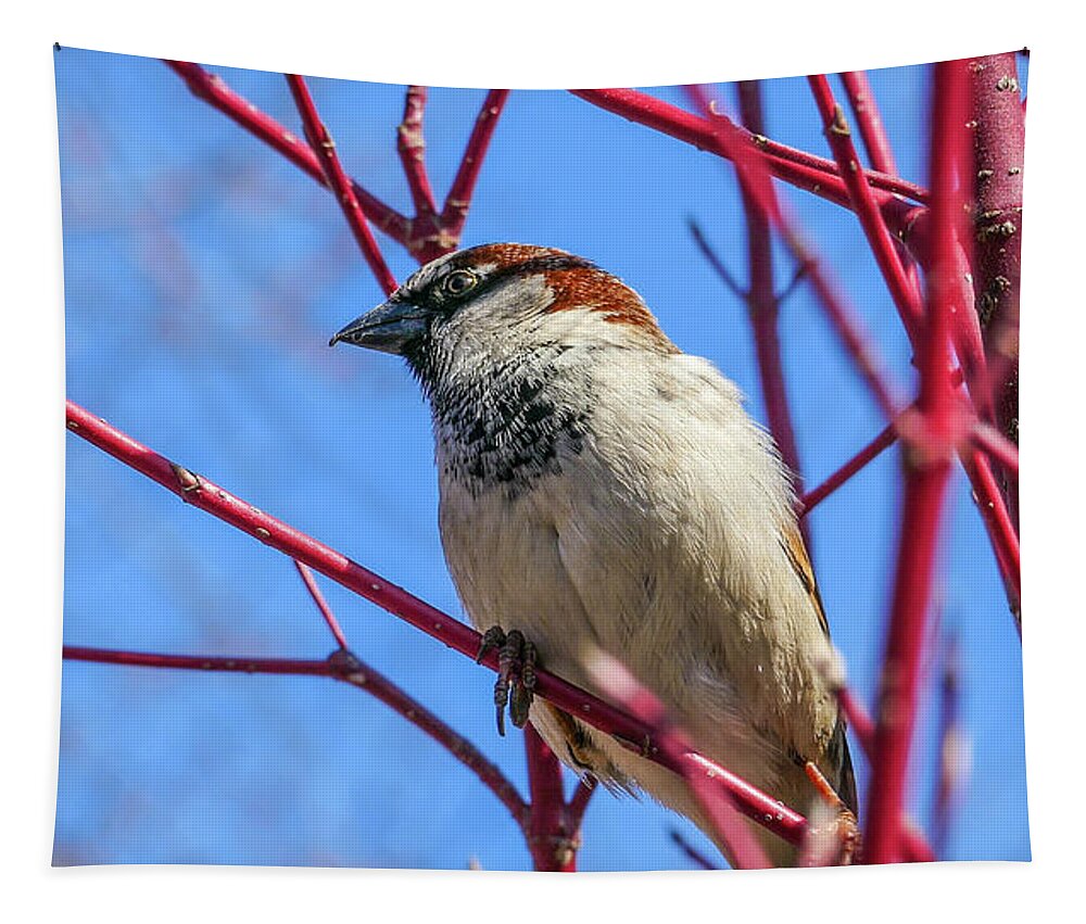 Bird Red Branches Tapestry featuring the photograph Bird on Red Branches by David Morehead