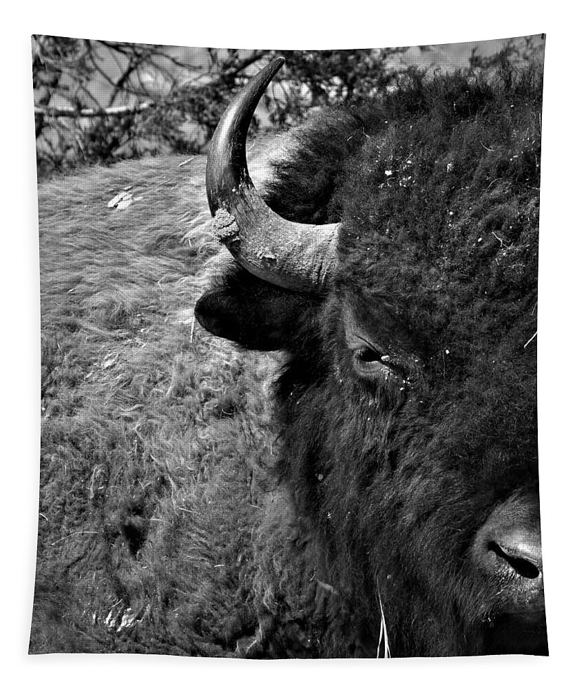 Bison Tapestry featuring the photograph Bison Bull 12 Black and White by Amanda R Wright