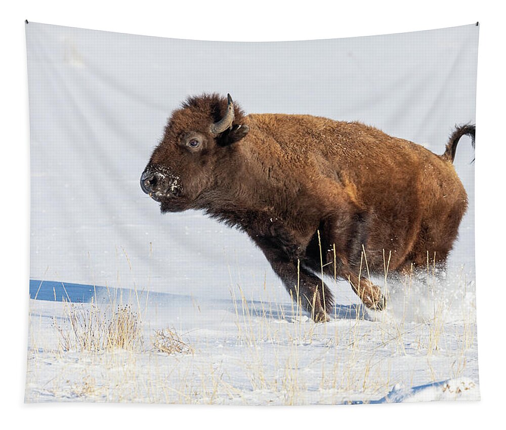 Bison Tapestry featuring the photograph Bison Cow on the Run in the Snow by Tony Hake