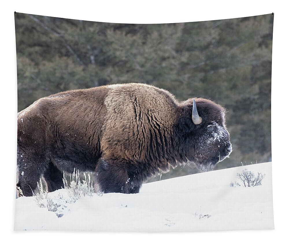Yellowstone National Park Tapestry featuring the photograph Bison Outstanding by Cheryl Strahl