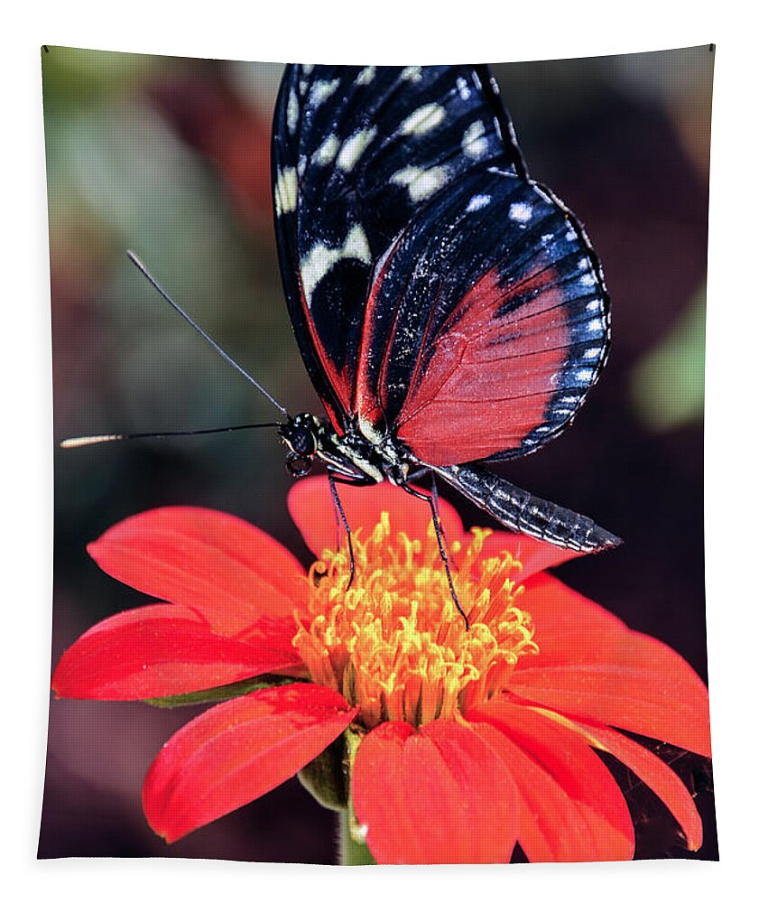 Black Tapestry featuring the photograph Black and Red Butterfly on Red Flower by WAZgriffin Digital
