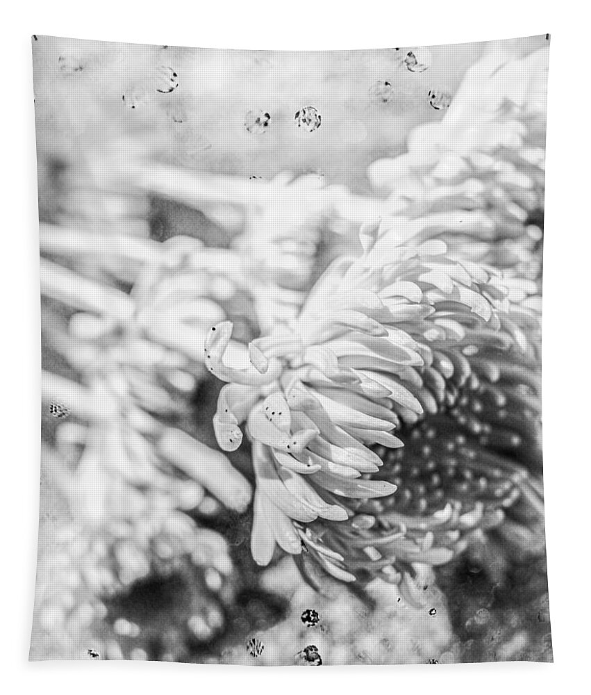 Florist's Daisy Tapestry featuring the photograph Black and White Florist's Daisies by W Craig Photography