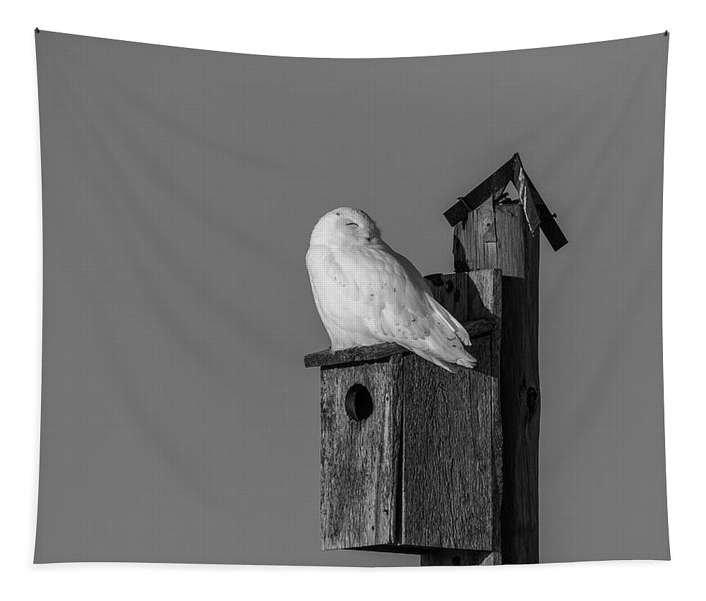 Snowy Owl Tapestry featuring the photograph Black and White Snowy Owl 2019-2 by Thomas Young