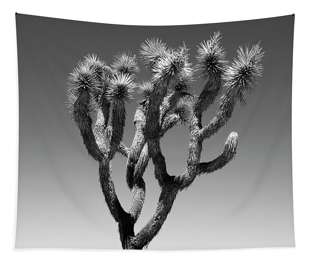 Arizona Tapestry featuring the photograph Black Arizona Series - The Joshua Tree by Philippe HUGONNARD