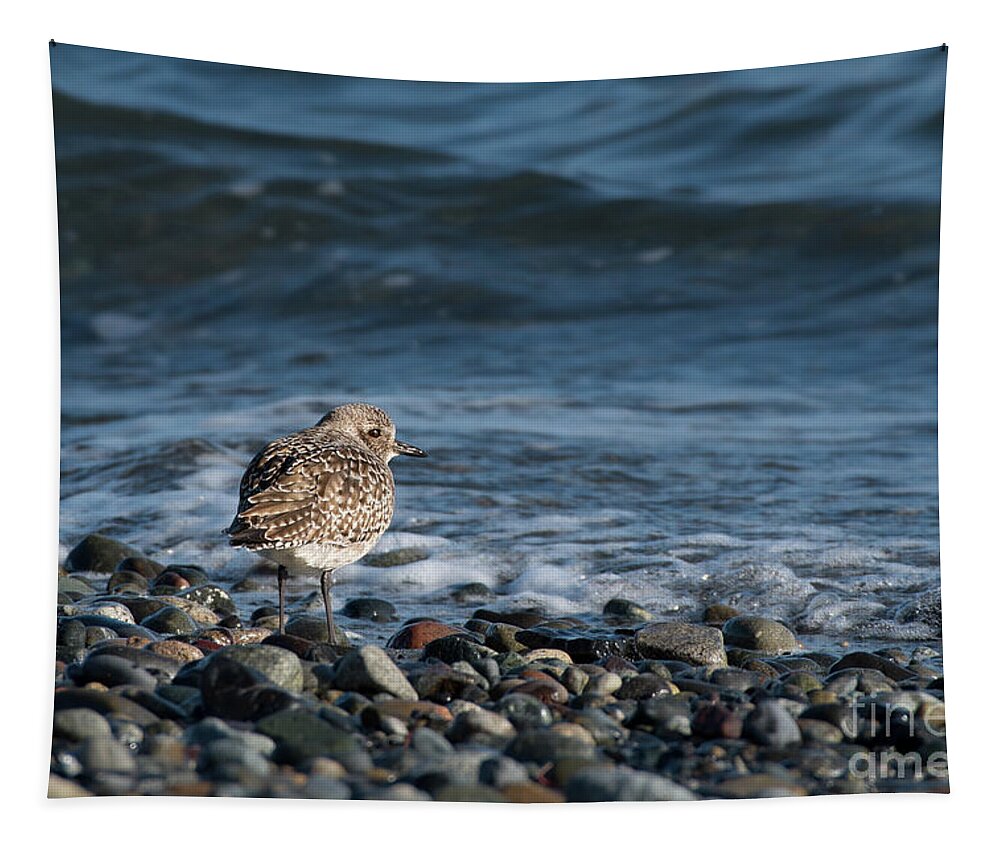 Black-bellied Plover Tapestry featuring the photograph Black-bellied Plover on Pebbles by Nancy Gleason