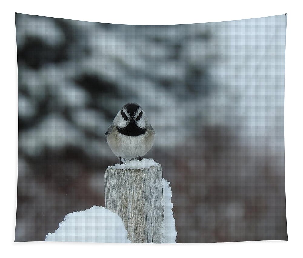 Black Capped Chickadee Tapestry featuring the photograph Black Capped Chickadee by Nicola Finch