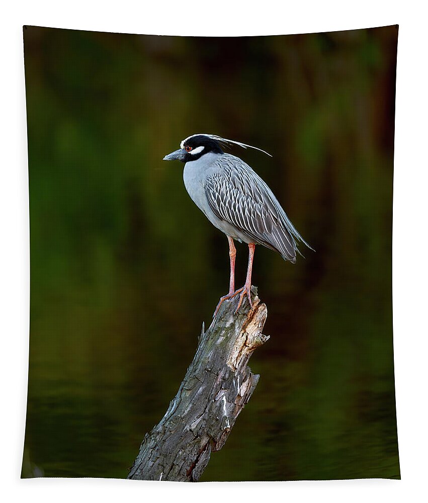 Black Tapestry featuring the photograph Black-crowned Night-Heron by Gary Langley