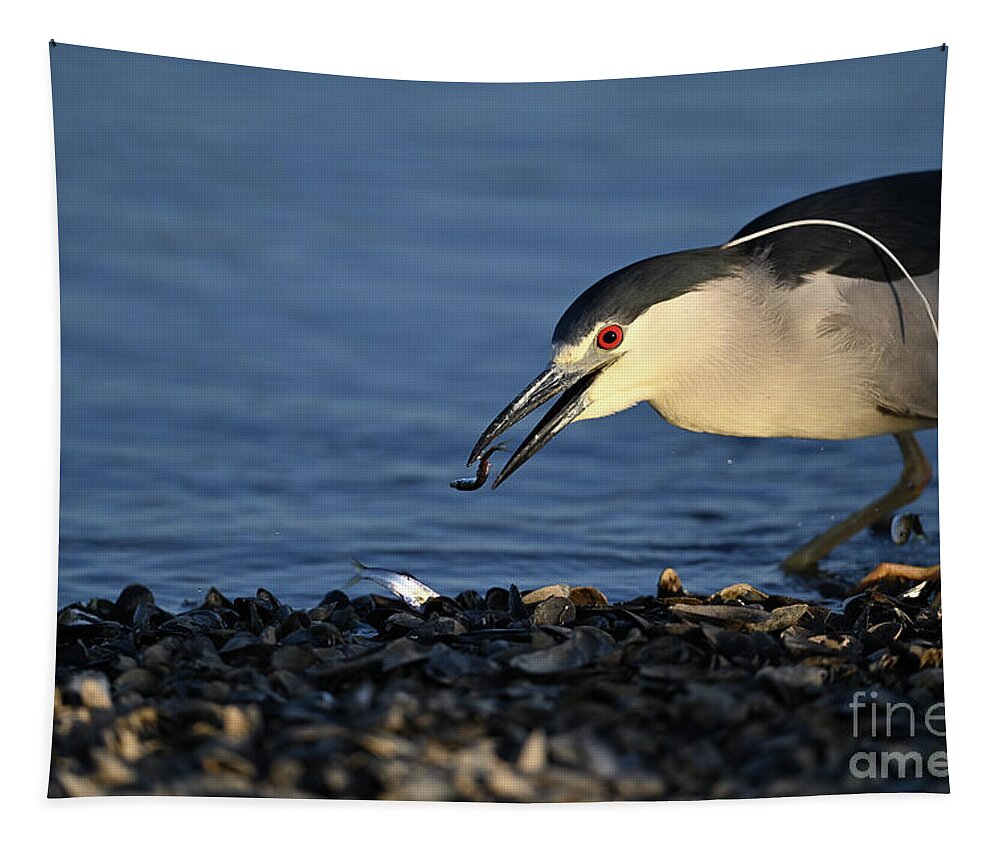 Black-crowned Night Heron Tapestry featuring the photograph Black-crowned night heron with double catch by Amazing Action Photo Video