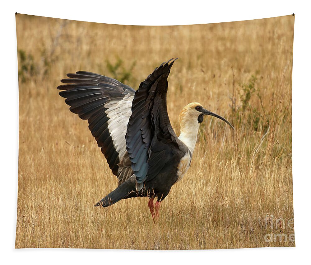Wading Bird Tapestry featuring the photograph Black-faced Ibis taking off by Matteo Del Grosso