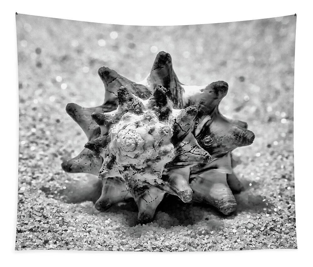 B&w Tapestry featuring the photograph Black Murex Shell by Anthony Sacco