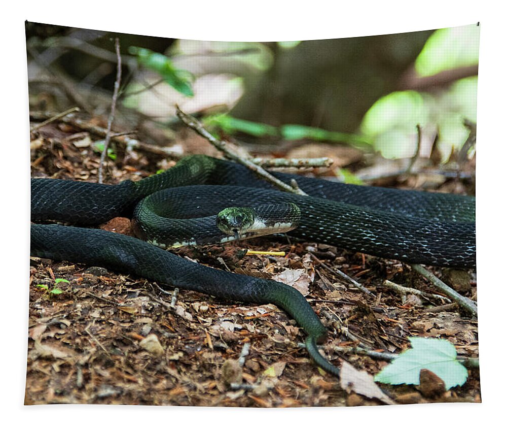 Brevard Tapestry featuring the photograph Black Rat Snake by Melissa Southern