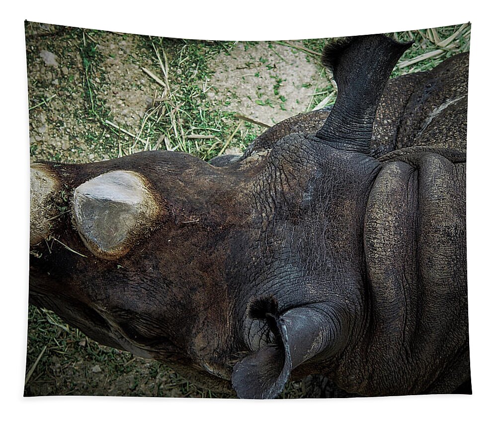 Rhinos Tapestry featuring the photograph Black Rhino by Rene Vasquez