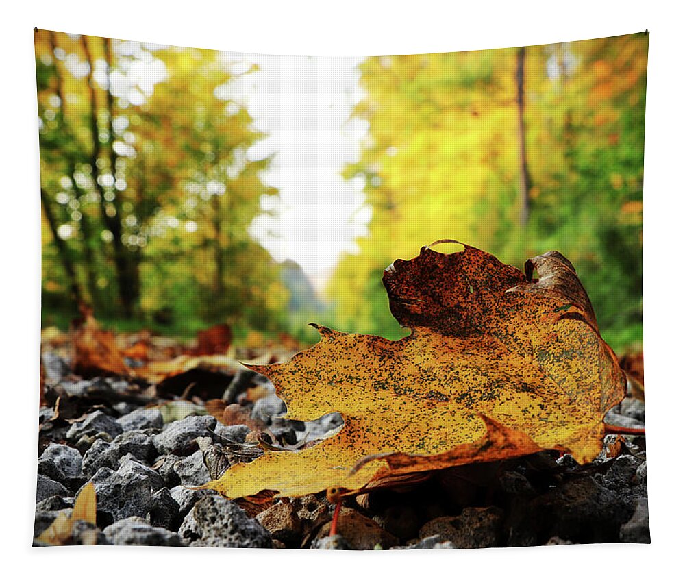 Acer Tapestry featuring the photograph Black spotted yellow marple leaf on gravel road which surrounded forest, which playing many colors. Pinch of autumn in semptember by Vaclav Sonnek