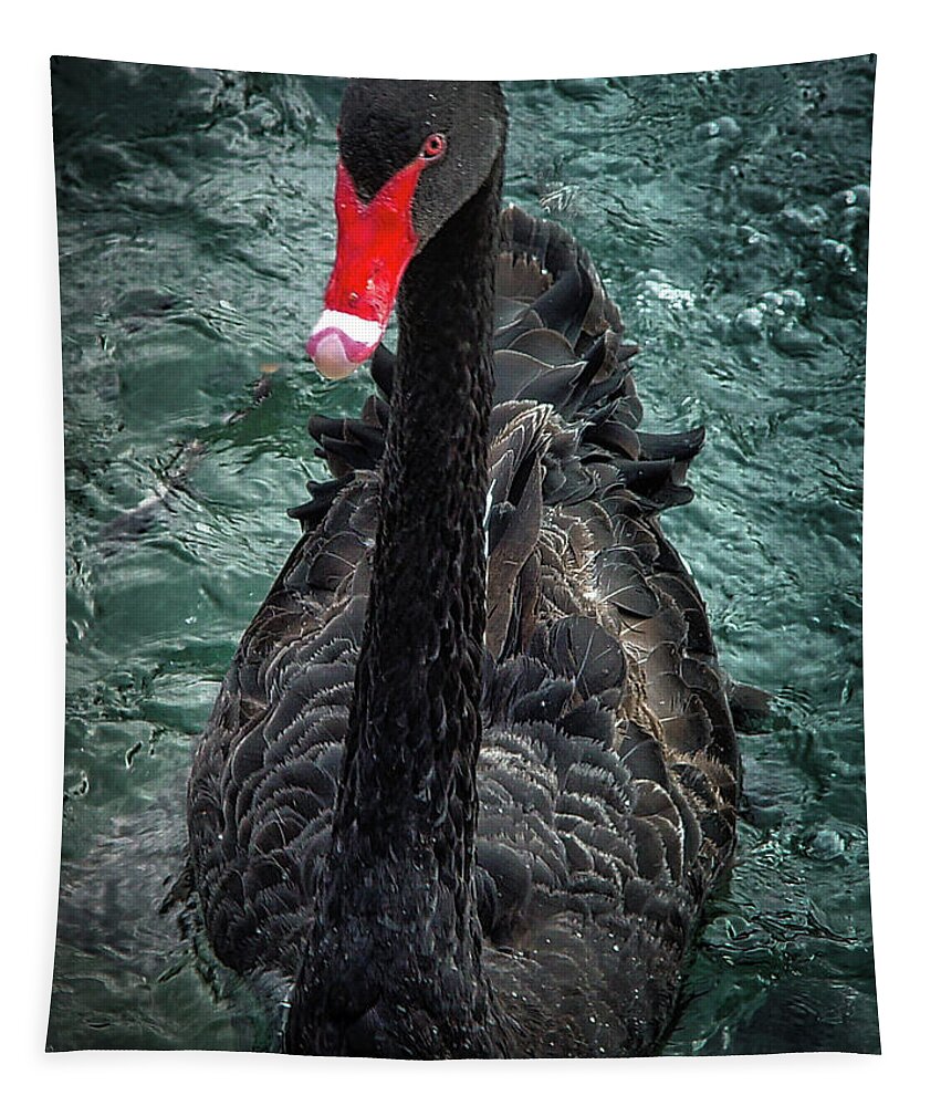 Bird Tapestry featuring the photograph Black Swan by Rene Vasquez