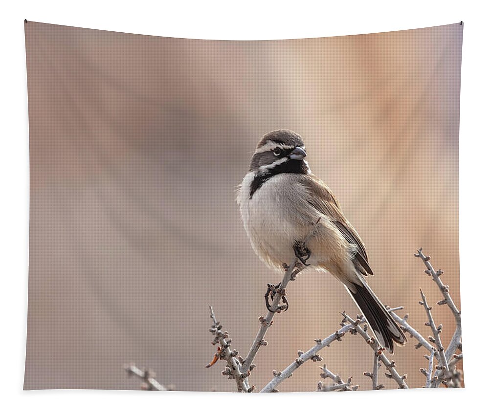 Wildlife Tapestry featuring the photograph Black Throat Beauty by Jonathan Nguyen