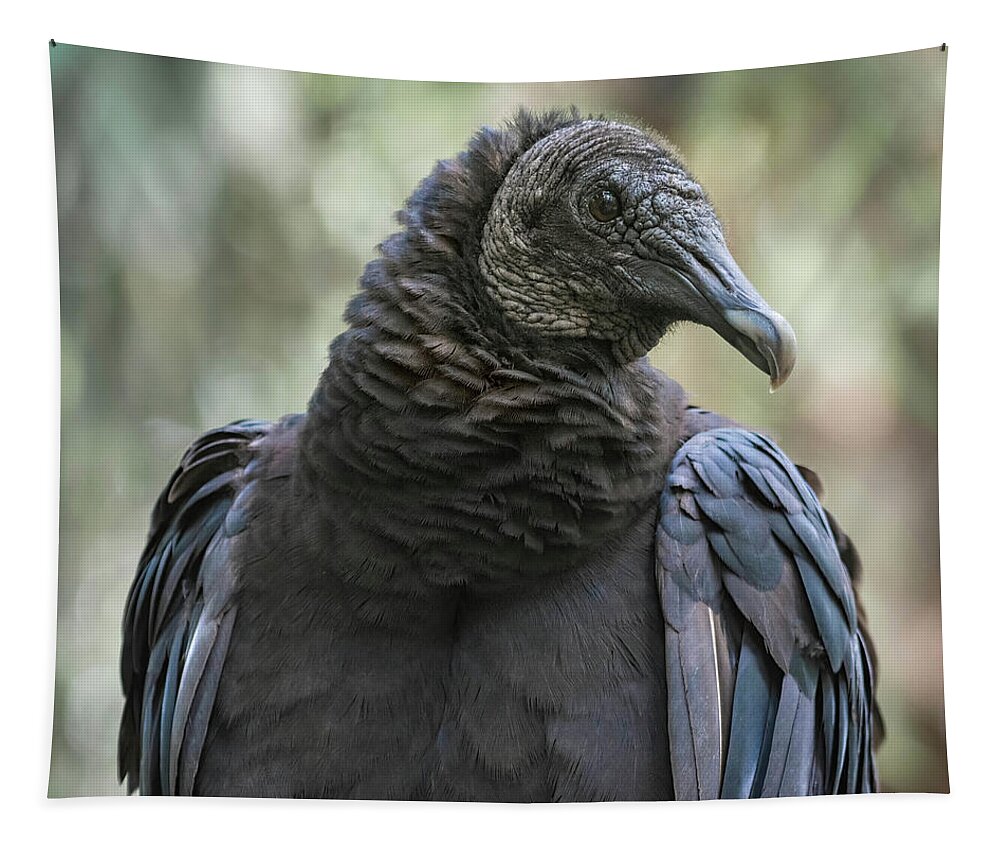 Black Vulture Tapestry featuring the photograph Black Vulture a Bird of Carrion by Rebecca Herranen