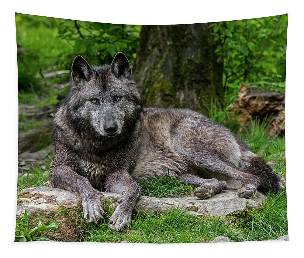 Black Tapestry featuring the photograph Black Wolf in Wood by Arterra Picture Library