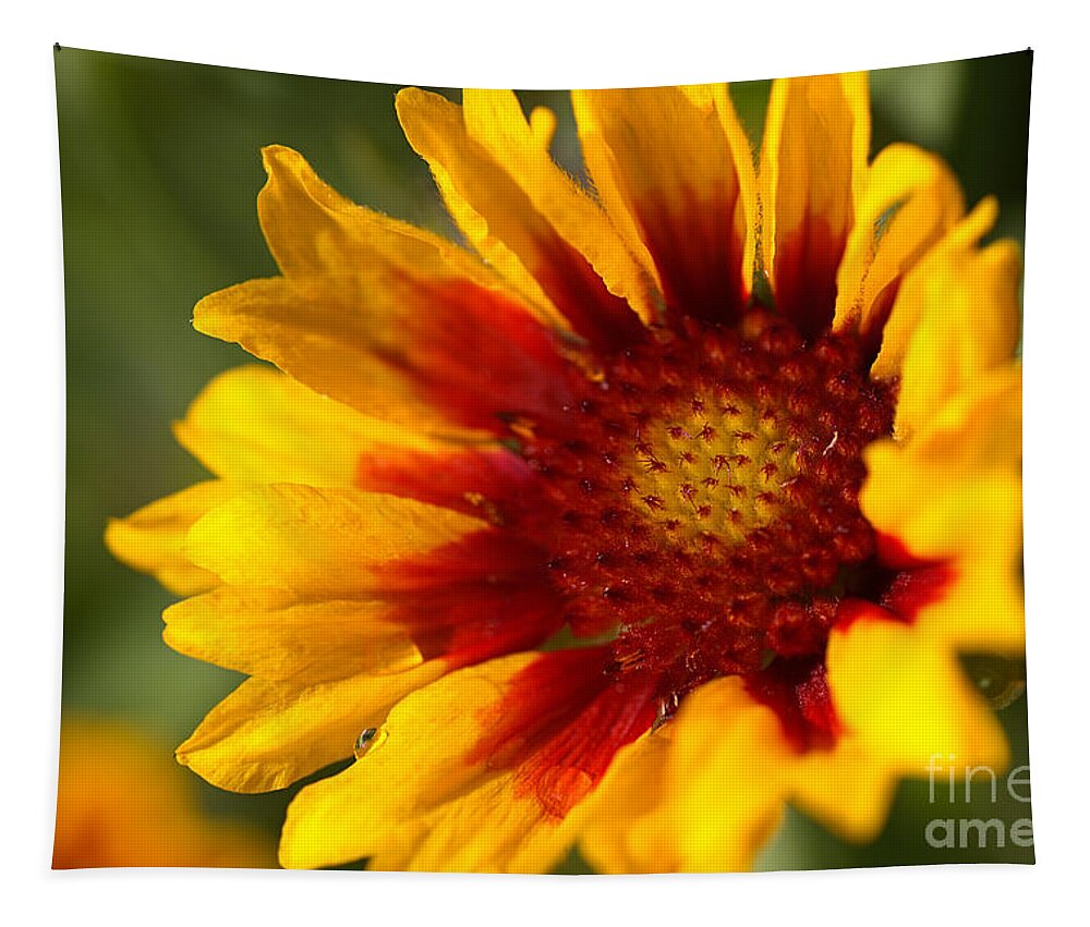 Tickseed Tapestry featuring the photograph Blanket flower Bright by Joy Watson