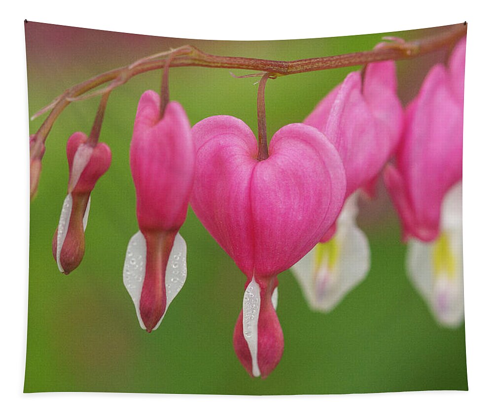 Bleeding Hearts Flower Tapestry featuring the photograph Bleeding Hearts by David Morehead