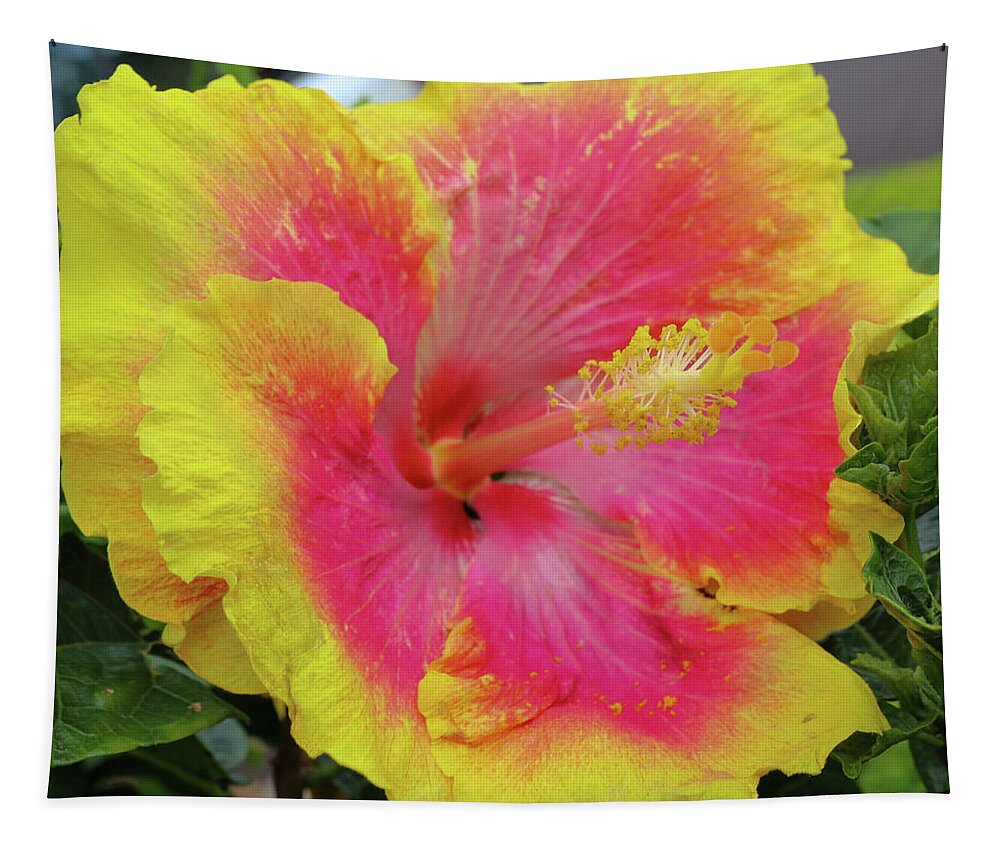 Hibiscus Tapestry featuring the photograph Bleeding Pink by Tony Spencer