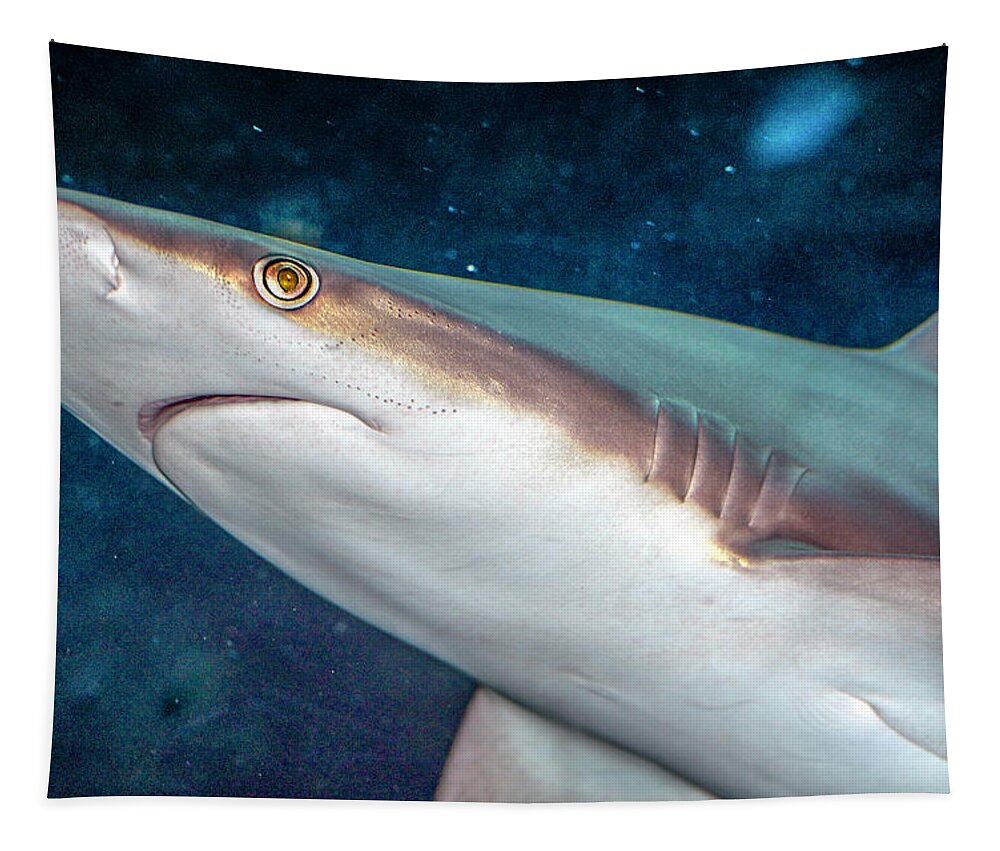 Bloody Tapestry featuring the photograph Bloody Nosed Shark by WAZgriffin Digital