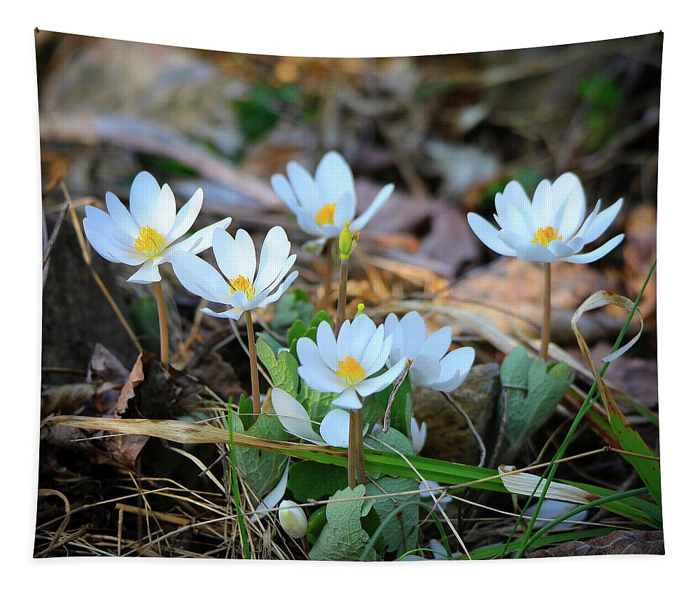 Bloodroot Tapestry featuring the photograph Blooming Bloodroot by Scott Burd