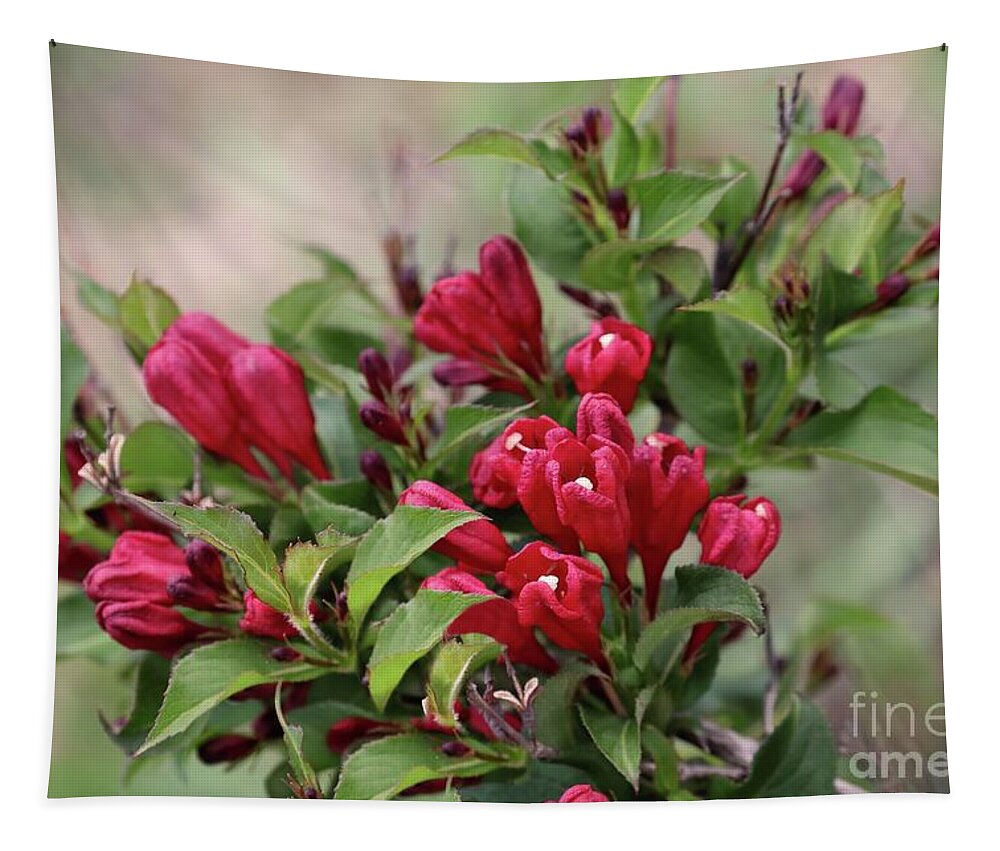 Weigela Tapestry featuring the photograph Blooming Red Weigela by Sandra Huston