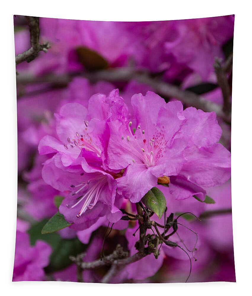 Flower Tapestry featuring the photograph Blooms and Branches by Linda Bonaccorsi