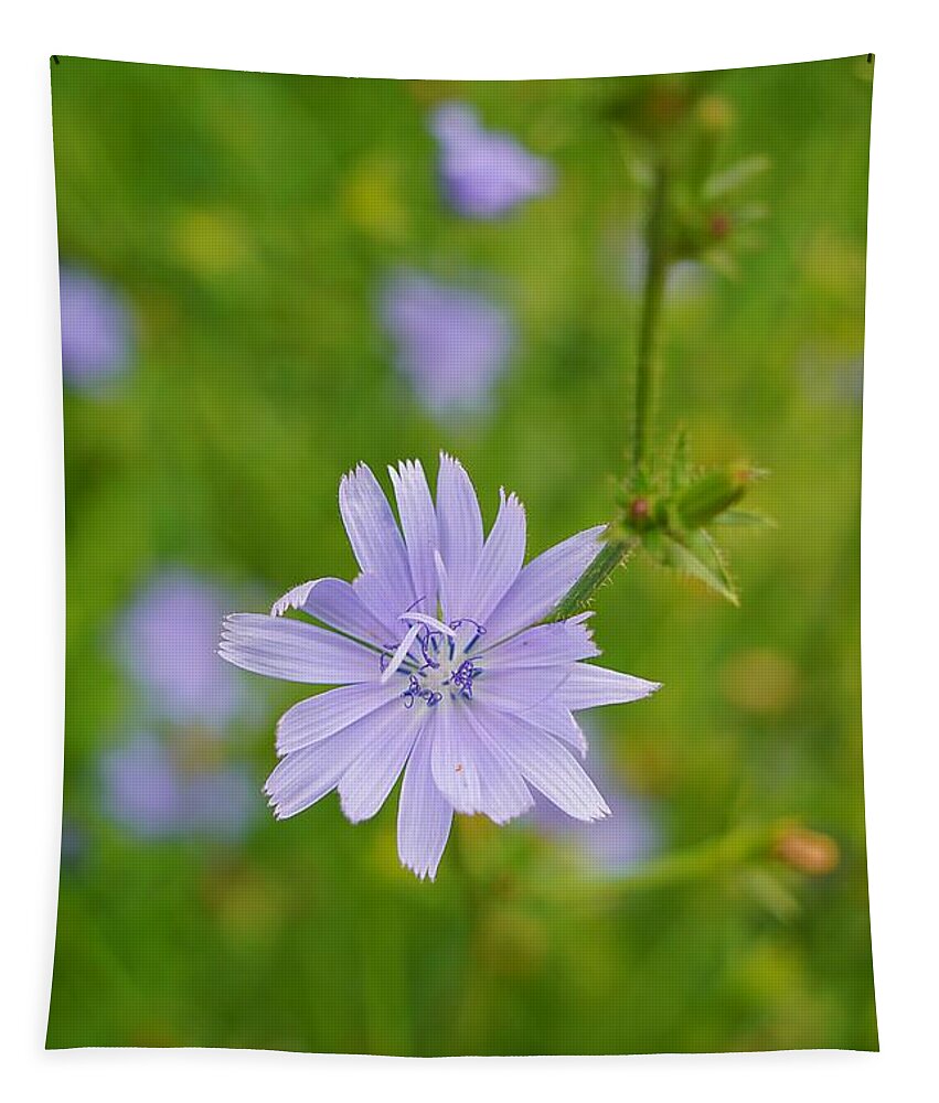 Wildflower Tapestry featuring the photograph Blue Chicory Wildflower by Claudia Zahnd-Prezioso