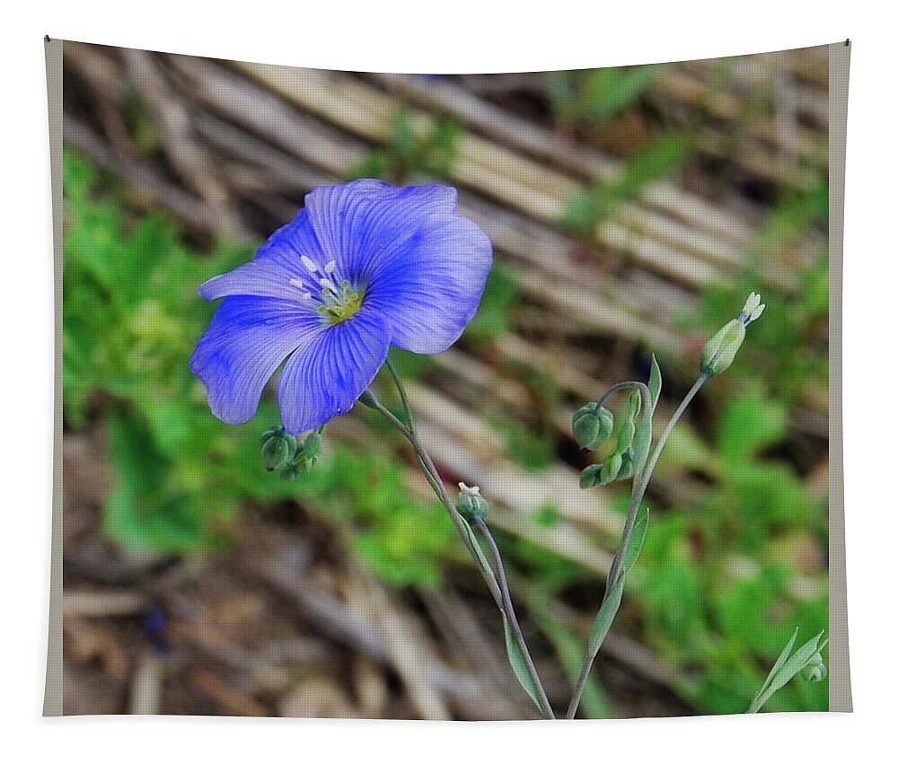 Flower Tapestry featuring the photograph Blue Glory by Judy Cuddehe