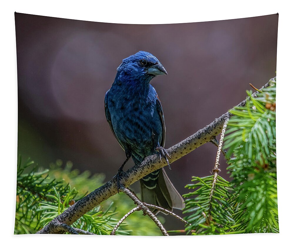 Bird Tapestry featuring the photograph Blue Grosbeak by Cathy Kovarik
