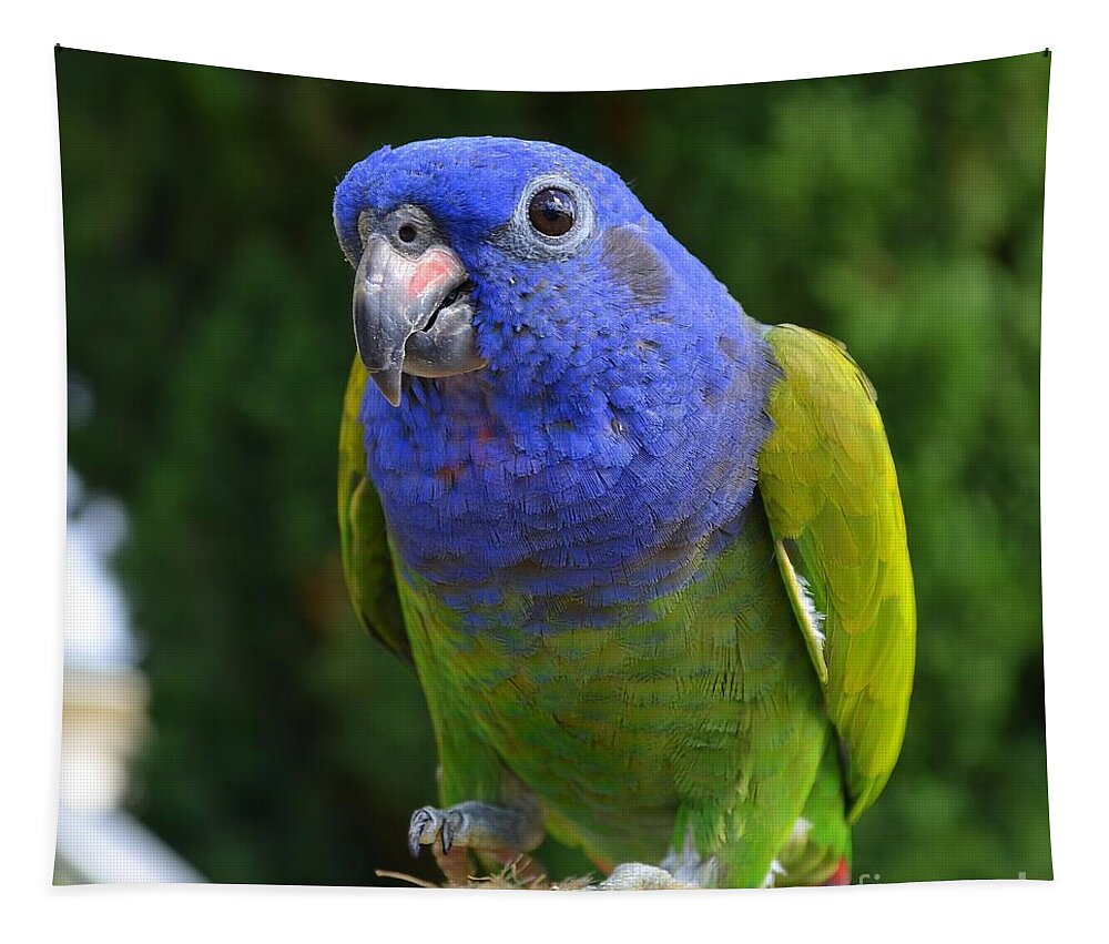 Blue Headed Pionus Parrot Tapestry featuring the photograph Blue Headed Pionus Parrot by Mary Deal